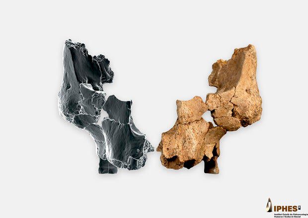 The original fossil along with the right -wing right side created by three -dimensional photography 